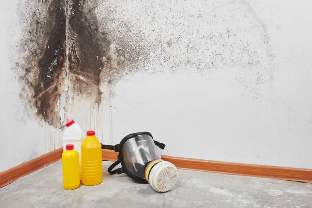 Best Mold Damage Repair  in Geronimo, OK