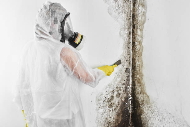 Best Affordable Mold Removal  in Geronimo, OK