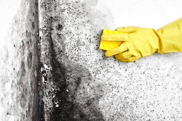 Geronimo, OK Mold Removal Company