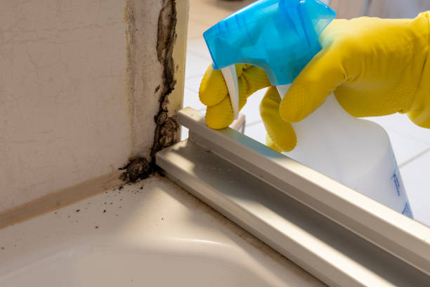 Best Home Mold Removal  in Geronimo, OK