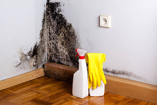 Best Mold Removal Process  in Geronimo, OK